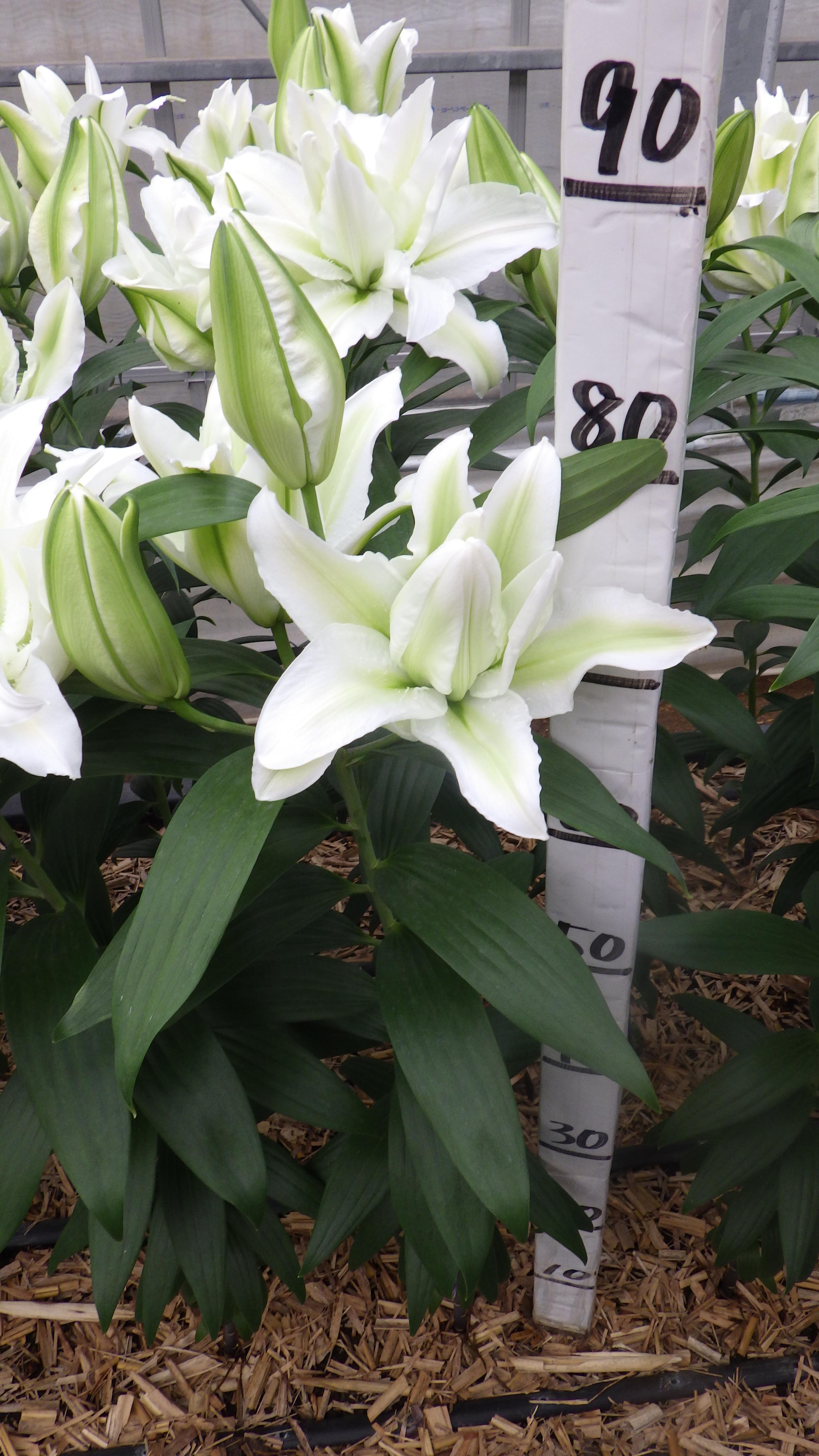 RL　アイシャ(八重)